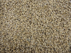 Malted Barley